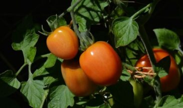 Болезни помидоров (томатов)