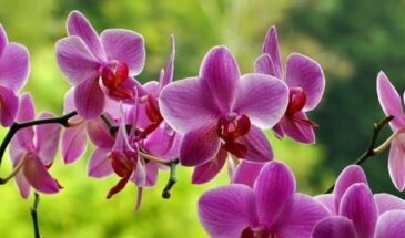 Виды орхидей — популярные сорта и правила ухода