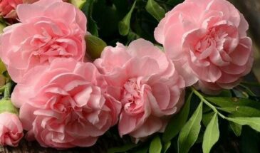 Розовые — разновидности и правила ухода