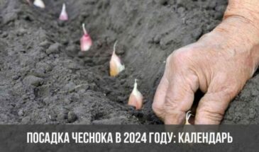 Посадка чеснока в 2024 году: календарь