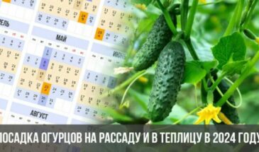 Посадка огурцов на рассаду и в теплицу в 2024 году