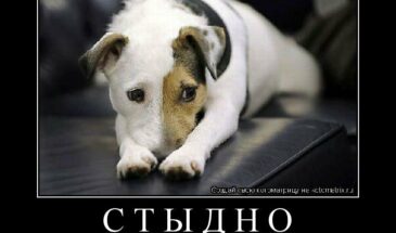 Когда говорят они, а стыдно почему — то мне