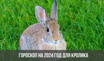 Гороскоп на 2024 год для Кролика