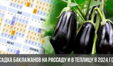 Посадка баклажанов на рассаду и в теплицу в 2024 году