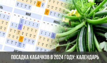 Посадка кабачков в 2024 году: календарь