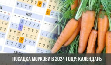 Посадка моркови в 2024 году: календарь