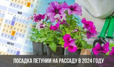 Посадка петунии на рассаду в 2024 году