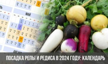 Посадка репы и редиса в 2024 году: календарь