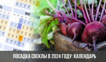 Посадка свеклы в 2024 году: календарь