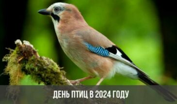 День птиц в 2024 году