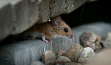 В полку мышей прибыло: В Австралии открыли два неизвестных вида грызунов
