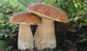 В силу вступили новые правила для грибников — штраф за сбор редких грибов