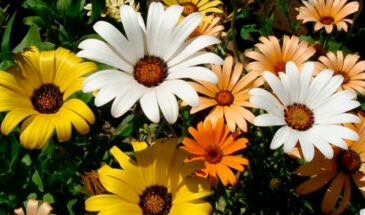 Диморфотека