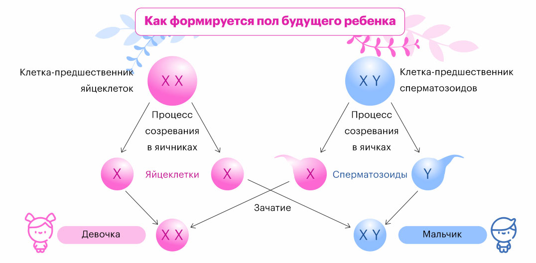Формирование пола будущего ребенка