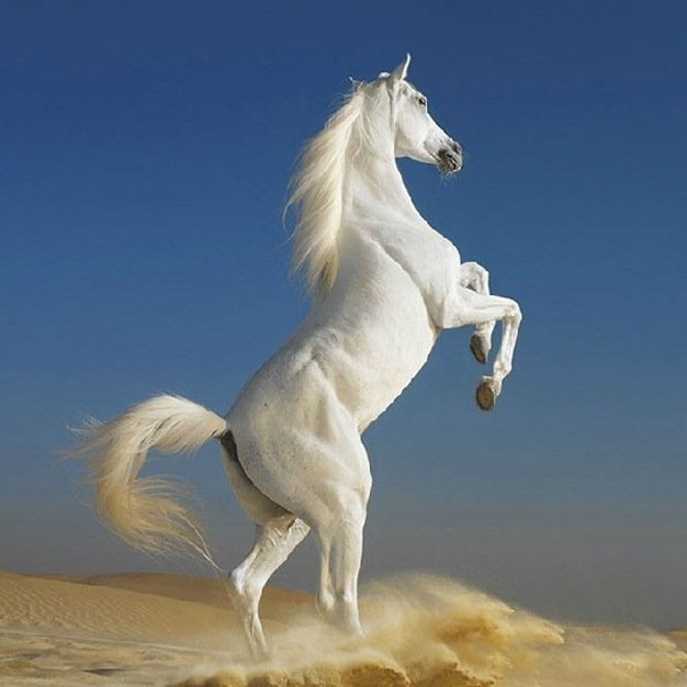 Картинки на Новый 2026 год32