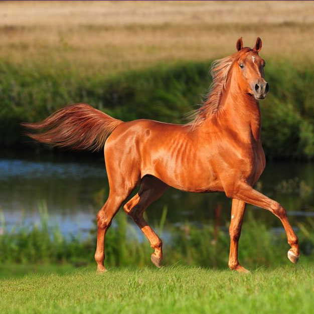 Картинки на Новый 2026 год27