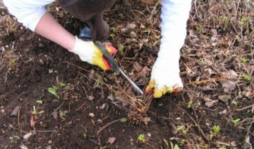 Как подготовить дачу и огород к морозам и холодам: практичные советы для осени которые сохранит будущий урожай