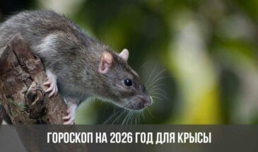 Гороскоп на 2026 год для Крысы