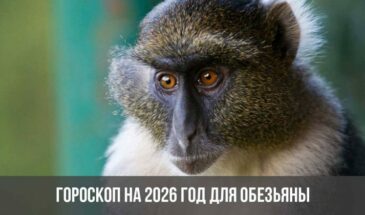 Гороскоп на 2026 год для Обезьяны