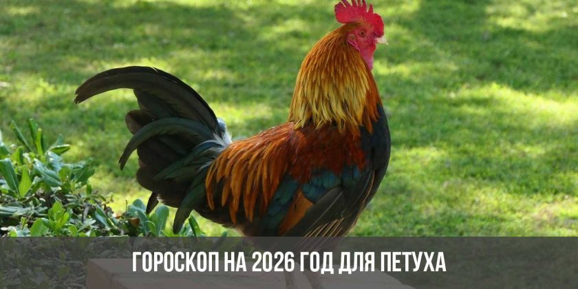 Гороскоп на 2026 год для Петуха