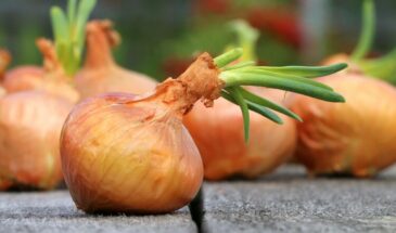 Посадка лука в холода: минимальный набор действий, без которого грядка не перезимует, пошаговый план посадки