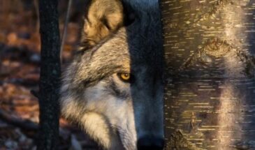 2026 год Притаившегося Люта (Волка) по славянскому календарю