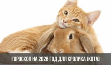 Гороскоп на 2026 год для Кролика (Кота)