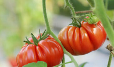 Лучшие сорта крупных мясистых и очень ранних томатов