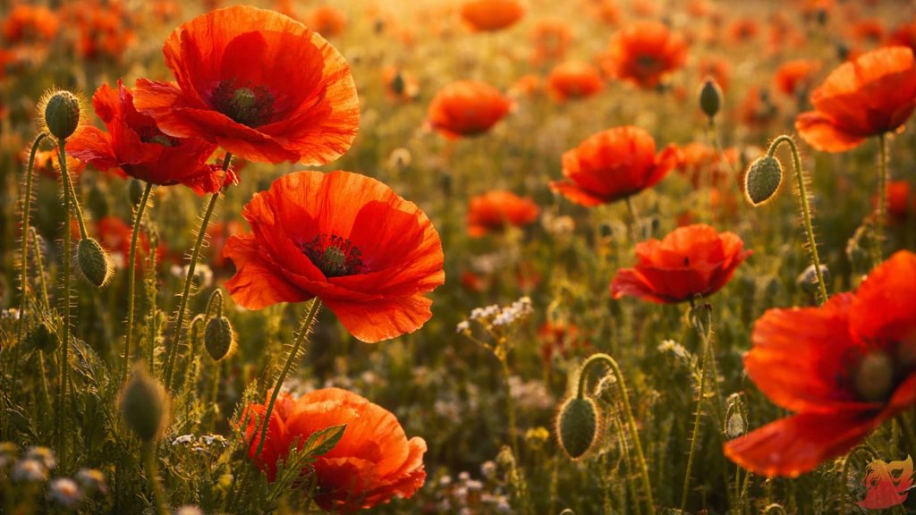 Медовый Спас 2026 (14 августа)4