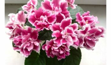 Шедевр Морева – сорт фиалки «Морозная вишня»