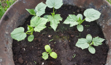 Как посадить огурцы в бочку?