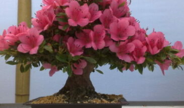 Как ухаживать за азалией в домашних условиях