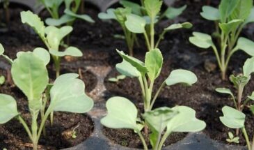 Чем подкормить рассаду капусты для роста после всходов, пикировки, чтобы была толстенькой